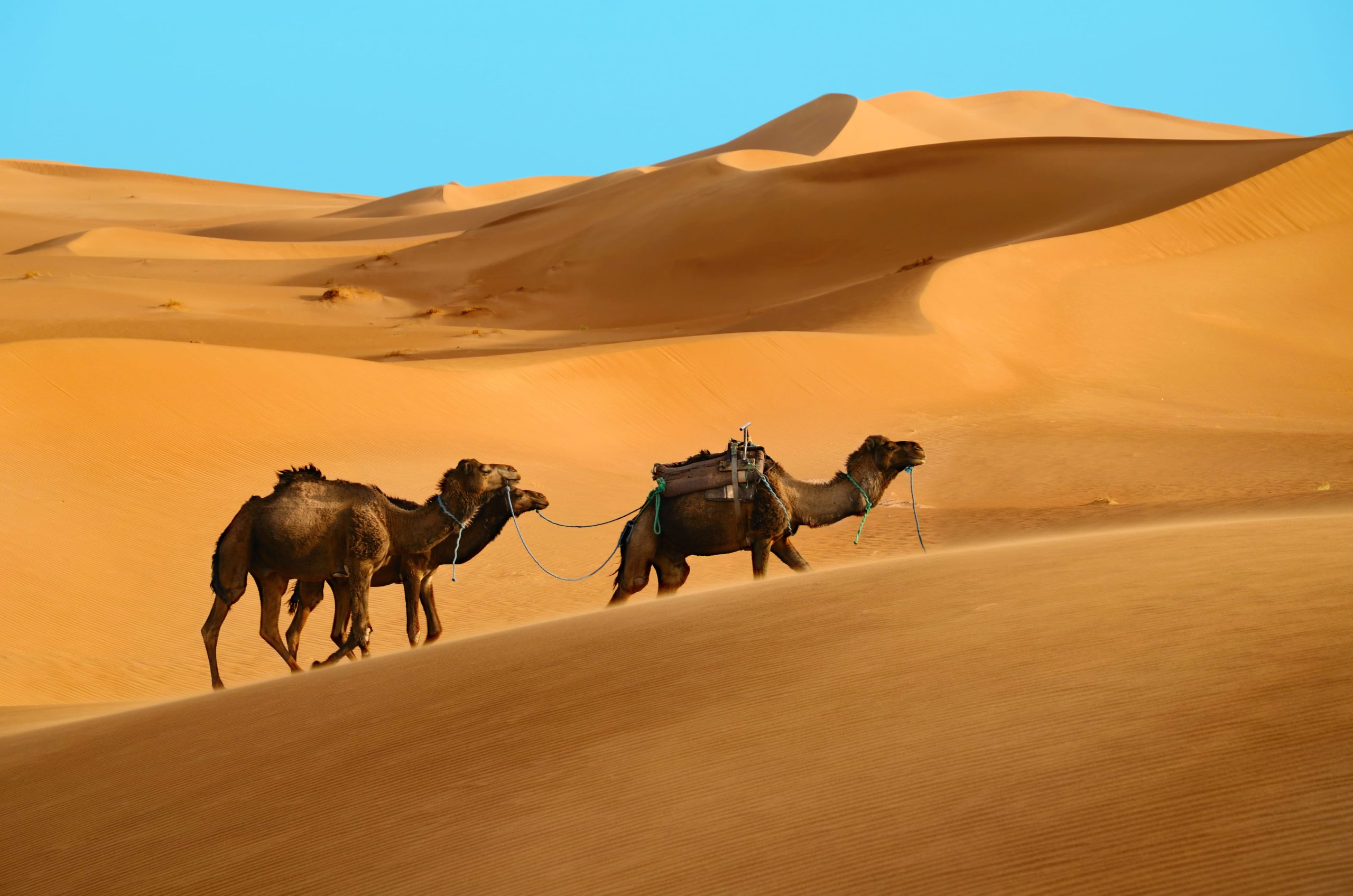 camels-in-desert-2026-01-08-07-29-08-utc